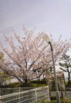 core_sakura02.jpg