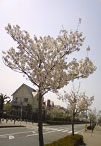 core_sakura03.jpg