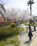 core_sakura04.jpg