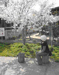 core_sakura05.jpg