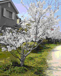 core_sakura06.jpg