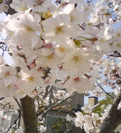 core_sakura07.jpg