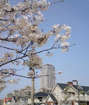 core_sakura08.jpg