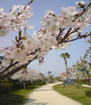 core_sakura09.jpg