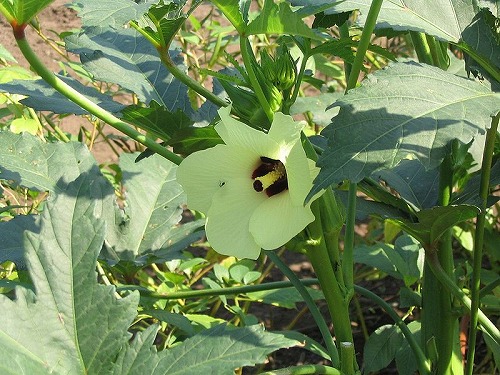 s-800px-Abelmoschus_esculentus2.jpg