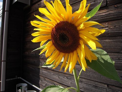 s-DSCN4775.jpg