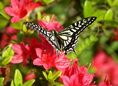 s-PICT0099-a2f0d.jpg